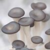Blue Oyster Mushrooms