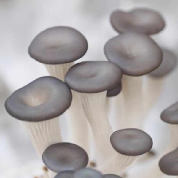 Blue Oyster Mushrooms