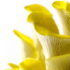 Golden Oyster Mushroom