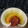 Golden Reishi Mushroom