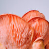 Pink Oyster Mushroom Pink Oyster Mushroom