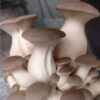 King Oyster Mushrooms