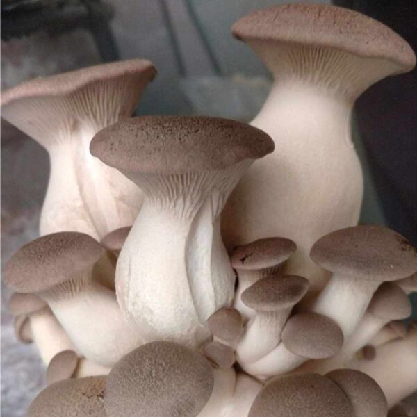 King Oyster Mushrooms