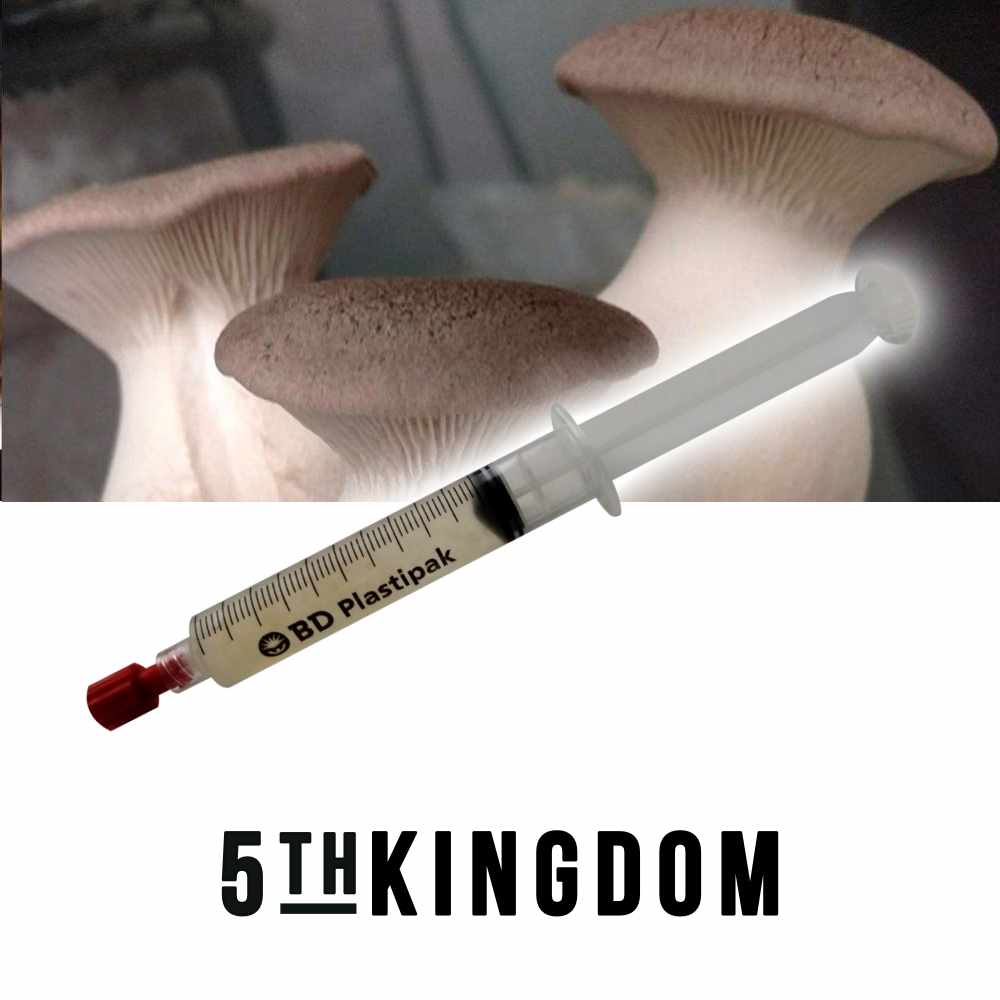 King Oyster Liquid Culture Syringe