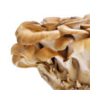 Maitake Mushrooms
