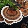 Turkey Tail Mushrooms