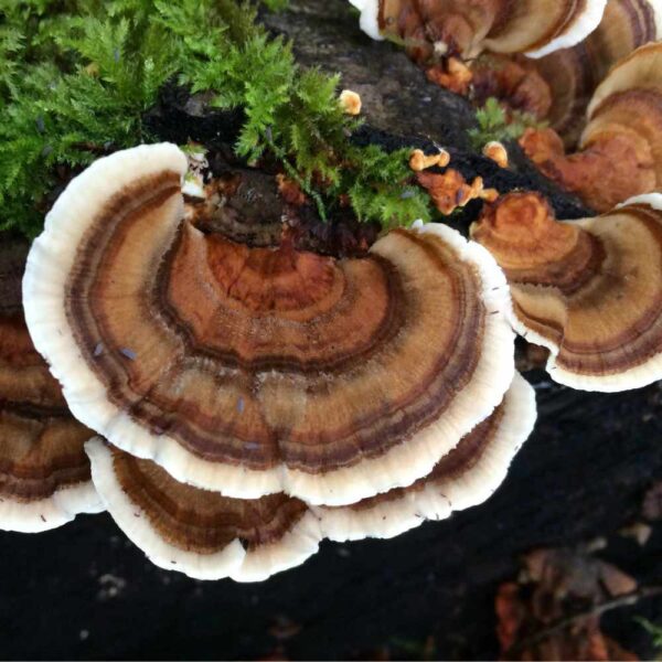 Turkey Tail Mushrooms