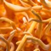 Cordyceps Mushrooms