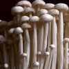 Enoki Mushrooms