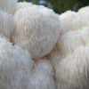 Lion's Mane Mushrooms