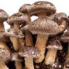 Shiitake Mushrooms