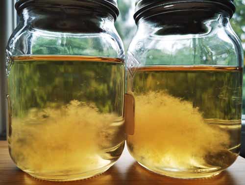 Liquid Culture